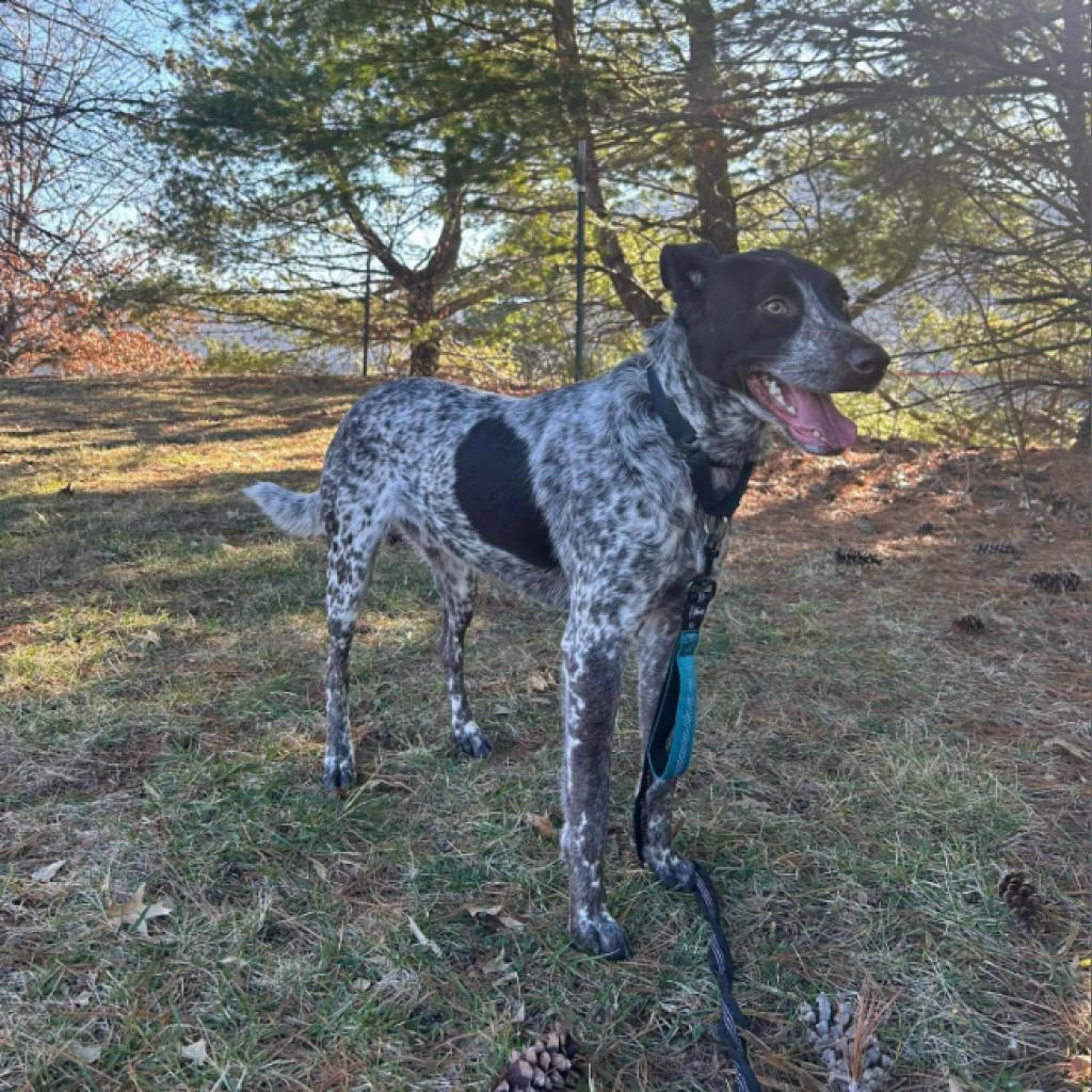 Loki, an adoptable Cattle Dog in Shawnee, KS, 66214 | Photo Image 4
