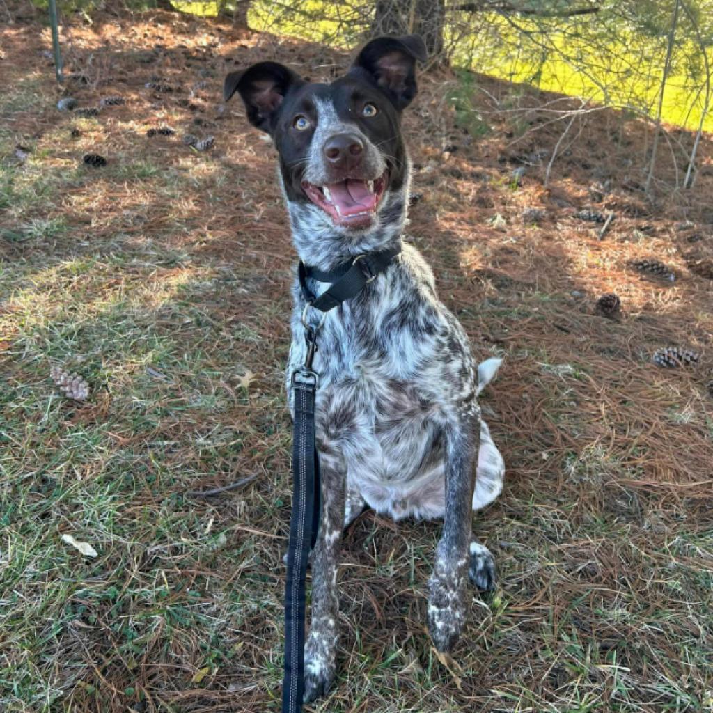 Loki, an adoptable Cattle Dog in Shawnee, KS, 66214 | Photo Image 5