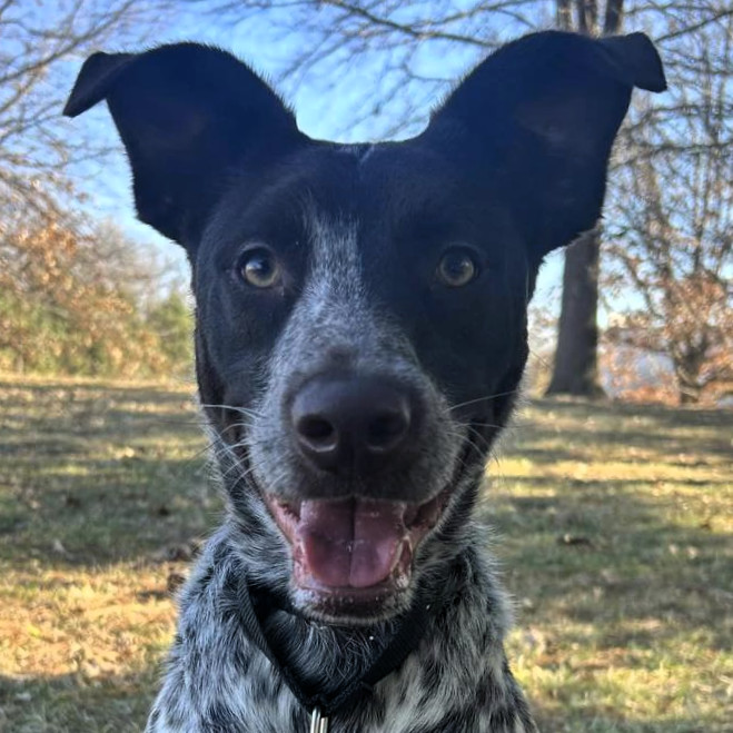 Loki, an adoptable Cattle Dog in Shawnee, KS, 66214 | Photo Image 6