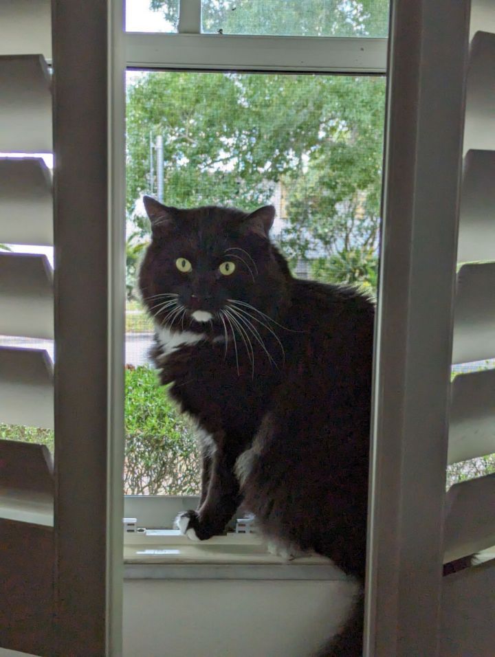 Thackery Binx *FH* 1
