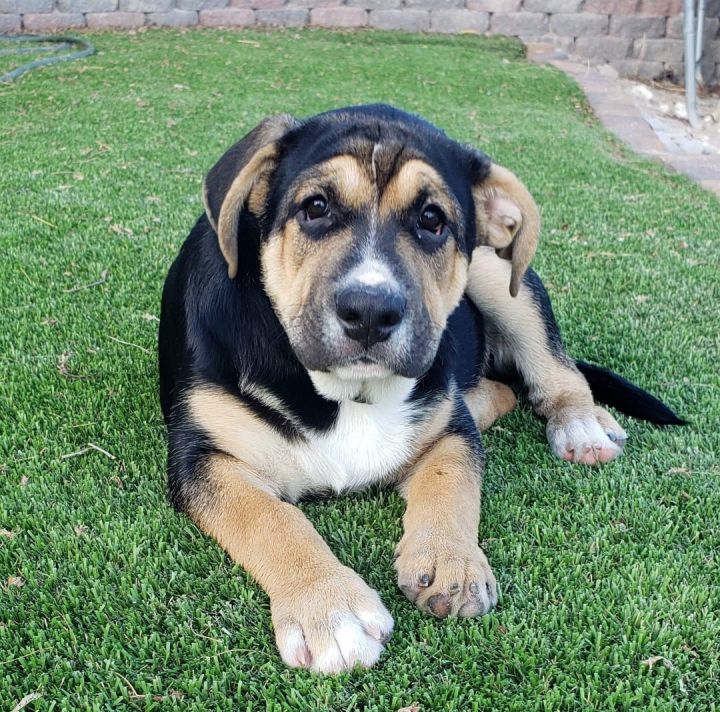 English bulldog best sale german shepherd mix