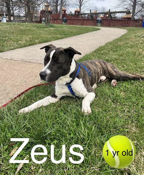 Zeus 1