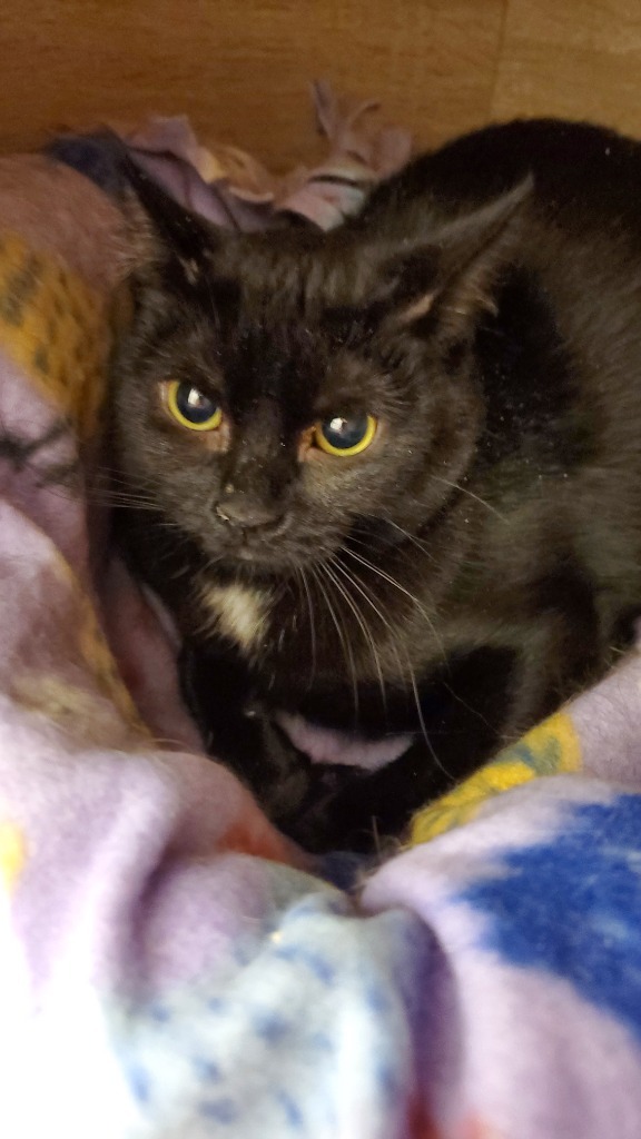 Panda, an adoptable Domestic Short Hair in Heber City, UT, 84032 | Photo Image 1