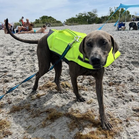 Brindle weimaraner hot sale