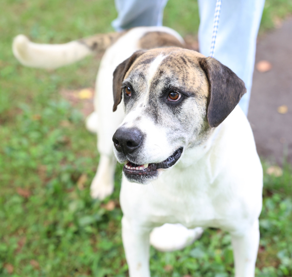 Rum, an adoptable Hound in Versailles, KY, 40383 | Photo Image 2