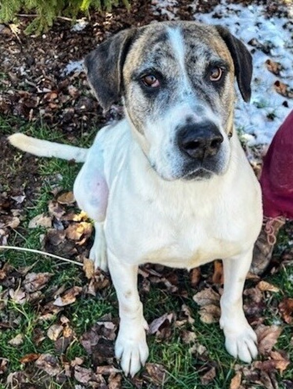 Rum, an adoptable Hound in Versailles, KY, 40383 | Photo Image 6