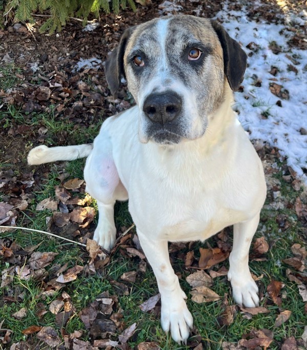 Rum, an adoptable Hound in Versailles, KY, 40383 | Photo Image 7