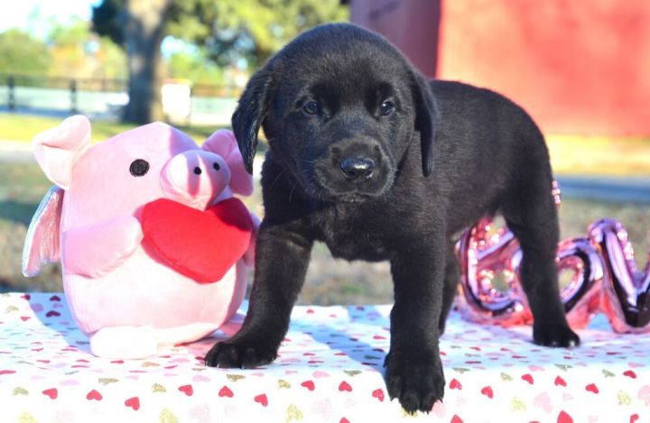 Chubby Puppies Lavender Labrador Motorized Dog NOT WORKING