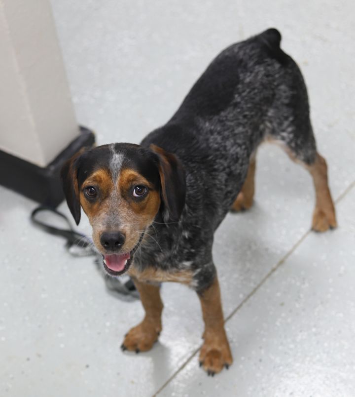 Blue heeler beagle 2024 mix full grown