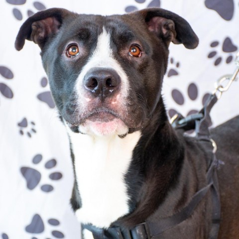 Yazu, an adoptable Pit Bull Terrier in Idaho Falls, ID, 83402 | Photo Image 1