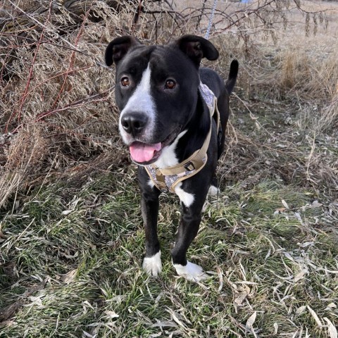 Yazu, an adoptable Pit Bull Terrier in Idaho Falls, ID, 83402 | Photo Image 2