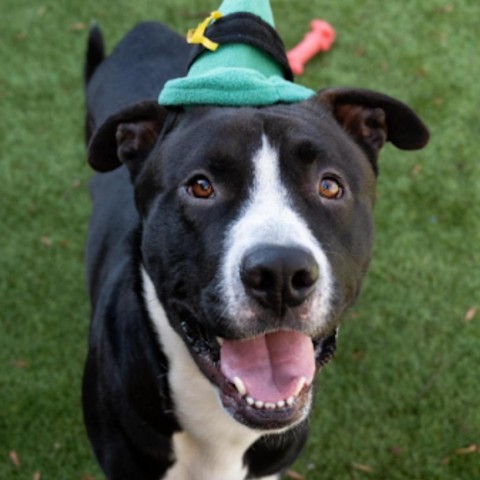 Yazu, an adoptable Pit Bull Terrier in Idaho Falls, ID, 83402 | Photo Image 3