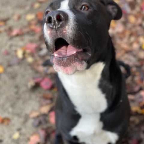 Yazu, an adoptable Pit Bull Terrier in Idaho Falls, ID, 83402 | Photo Image 4