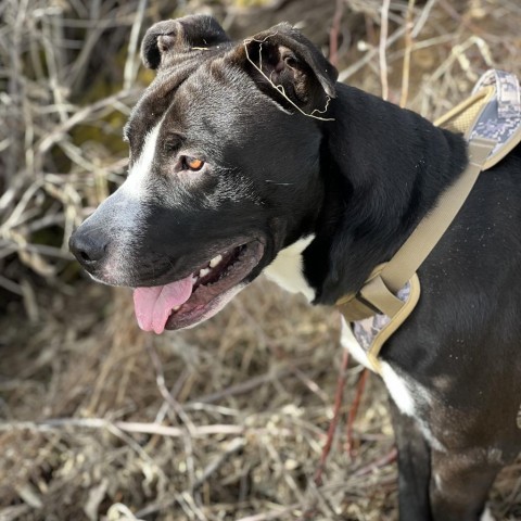 Yazu, an adoptable Pit Bull Terrier in Idaho Falls, ID, 83402 | Photo Image 5