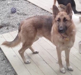 Newfoundland german best sale shepherd puppies