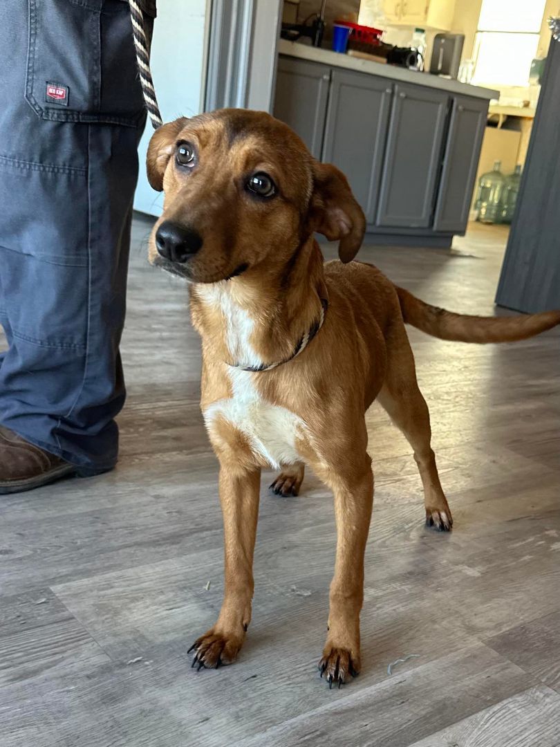 Henna, an adoptable Chihuahua, Australian Cattle Dog / Blue Heeler in Socorro, NM, 87801 | Photo Image 1