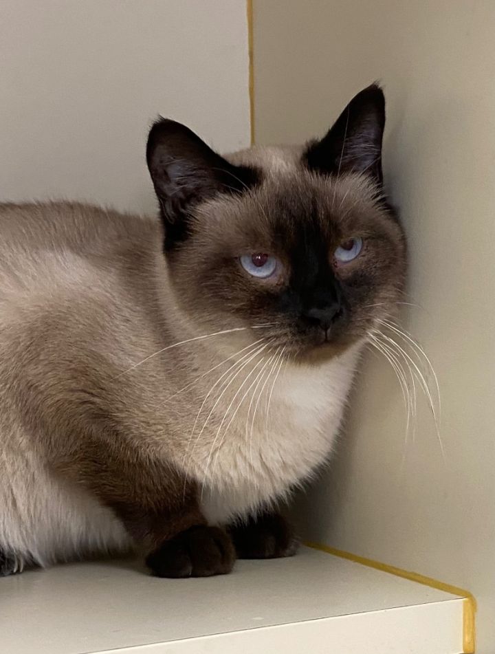 Petfinder siamese hot sale