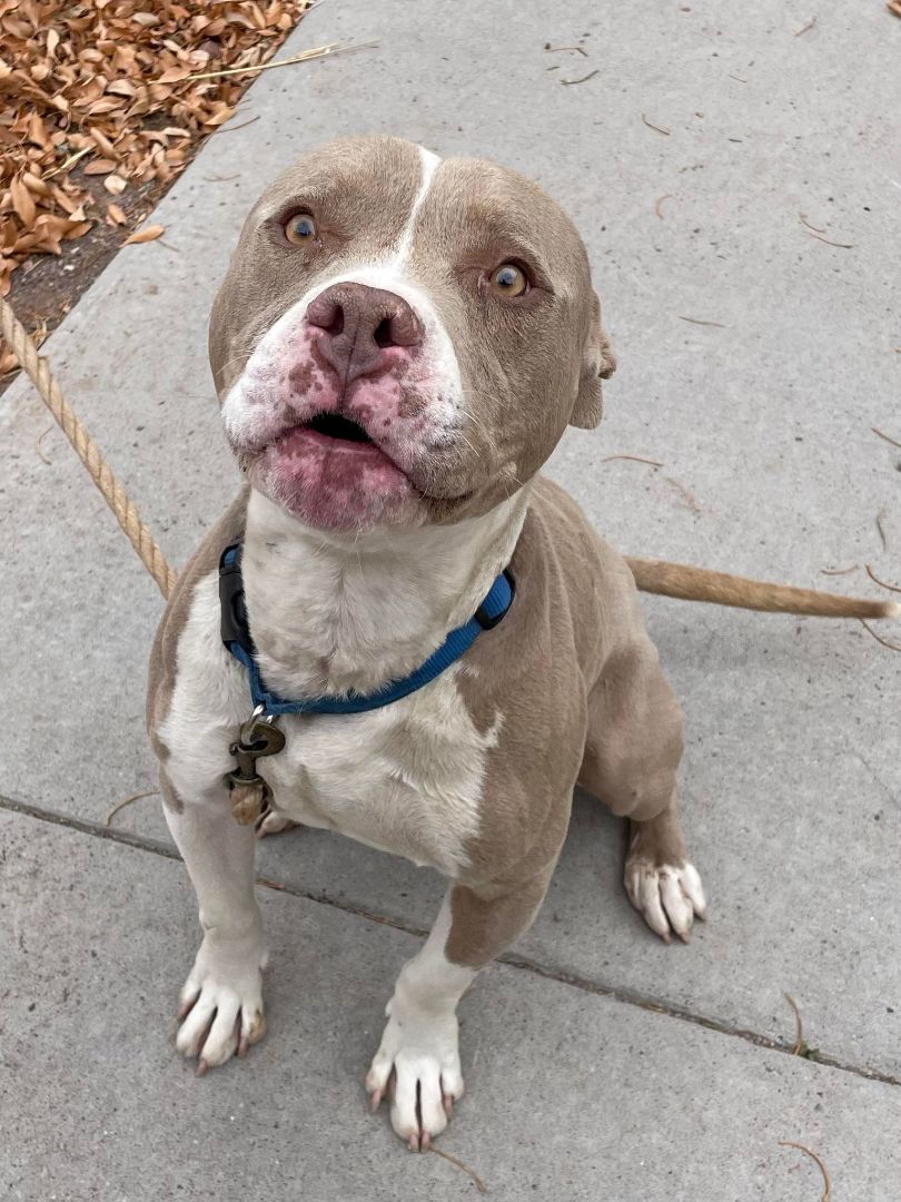 Ajax, an adoptable Pit Bull Terrier in Socorro, NM, 87801 | Photo Image 1