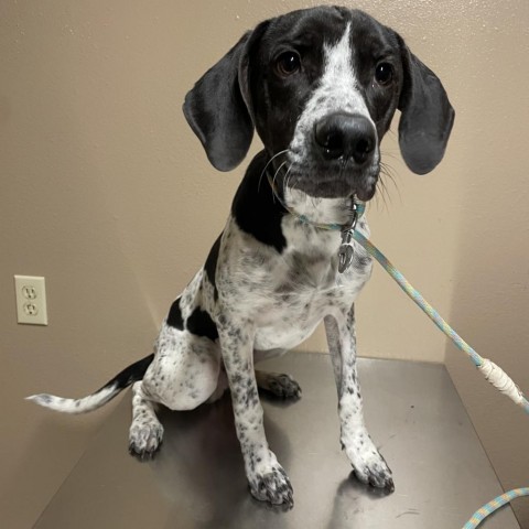 Dog For Adoption - Levi, An English Pointer & Coonhound Mix In Stilwell 