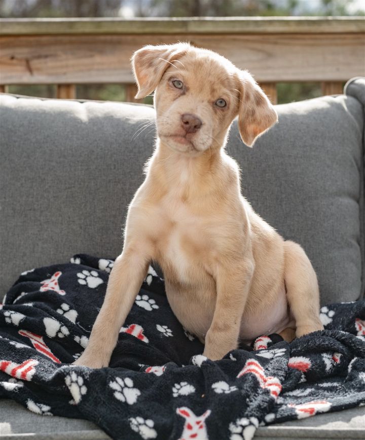 Dog for adoption Coal, a Labrador Retriever & Vizsla Mix in Cary, NC