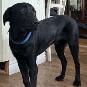 Zeke -- 9 -Month Old Black Male Lab 55-lbs Not yet neutered Hes doing well with his current foster