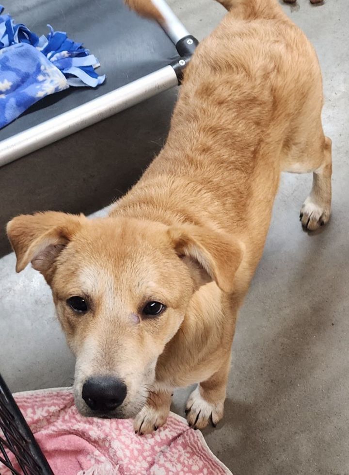 Dog for adoption Kenai a Labrador Retriever Mix in Momence IL Dog for adoption Kenai a Labrador Retriever Mix in Momence IL