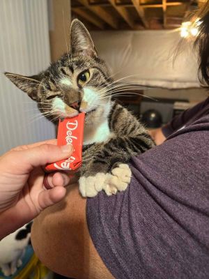 London, Young Male Domestic Short Hair