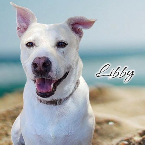 Libby - PAWS, an adoptable Mixed Breed in Las Cruces, NM, 88001 | Photo Image 1