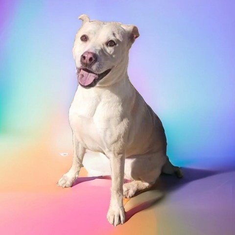 Libby - PAWS, an adoptable Mixed Breed in Las Cruces, NM, 88001 | Photo Image 1