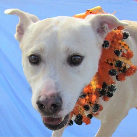 Libby - PAWS, an adoptable Mixed Breed in Las Cruces, NM, 88001 | Photo Image 2