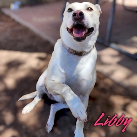 Libby - PAWS, an adoptable Mixed Breed in Las Cruces, NM, 88001 | Photo Image 3