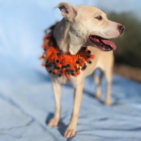 Libby - PAWS, an adoptable Mixed Breed in Las Cruces, NM, 88001 | Photo Image 5