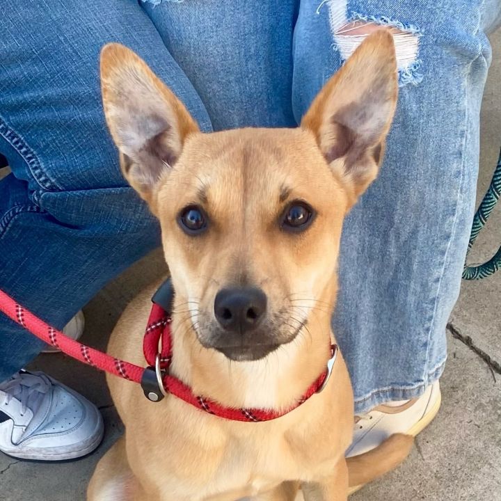 Carolina dog hot sale chihuahua mix