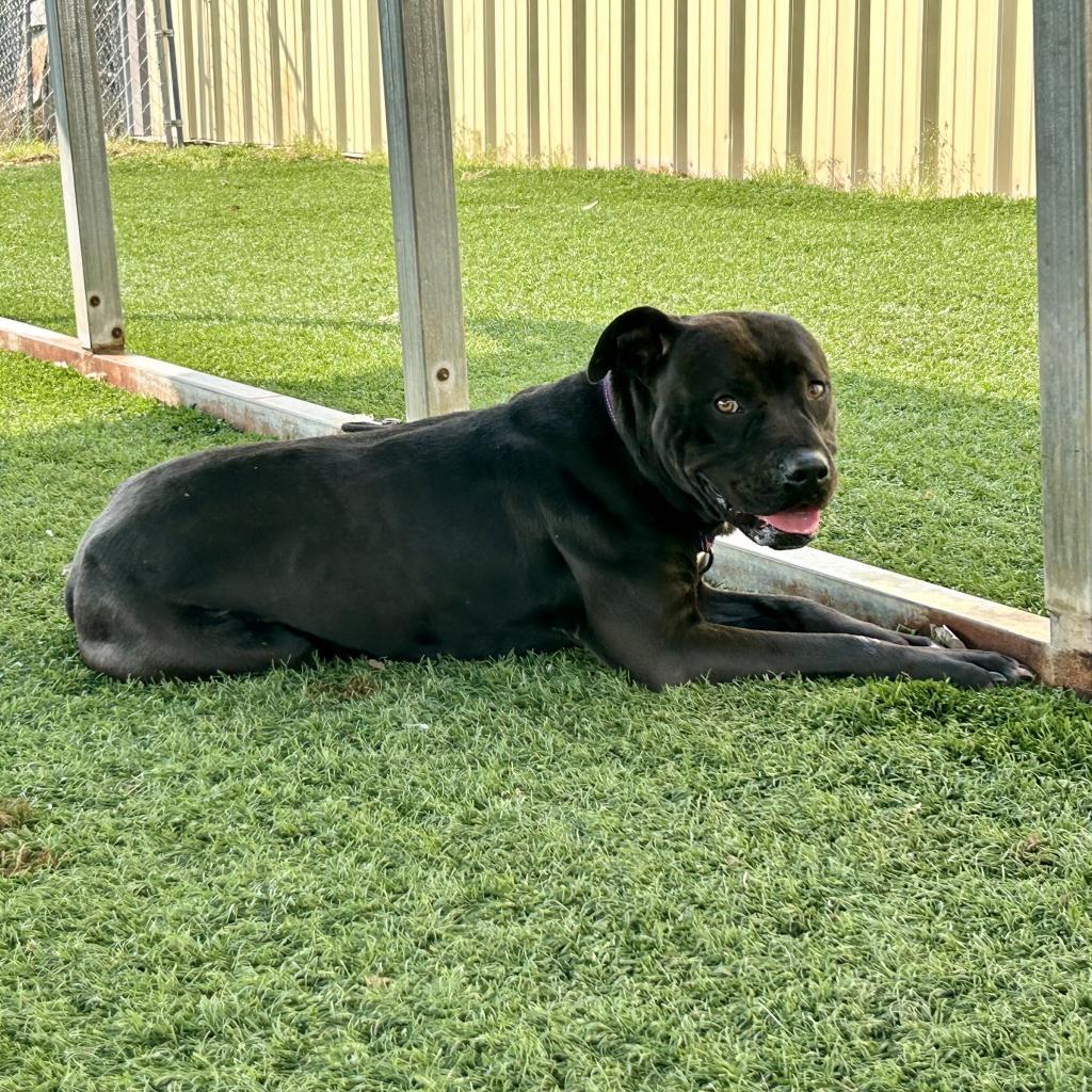 Mike, an adoptable Mixed Breed in Bennettsville, SC, 29512 | Photo Image 1