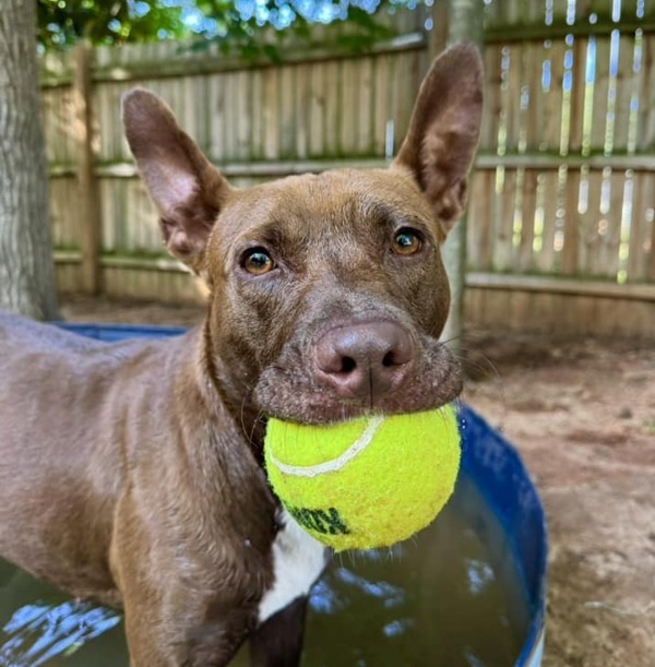 Suzy, an adoptable American Staffordshire Terrier, Shepherd in Raleigh, NC, 27610 | Photo Image 1