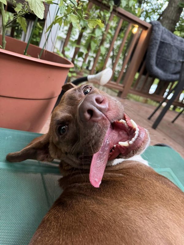 Suzy, an adoptable American Staffordshire Terrier, Shepherd in Raleigh, NC, 27610 | Photo Image 3