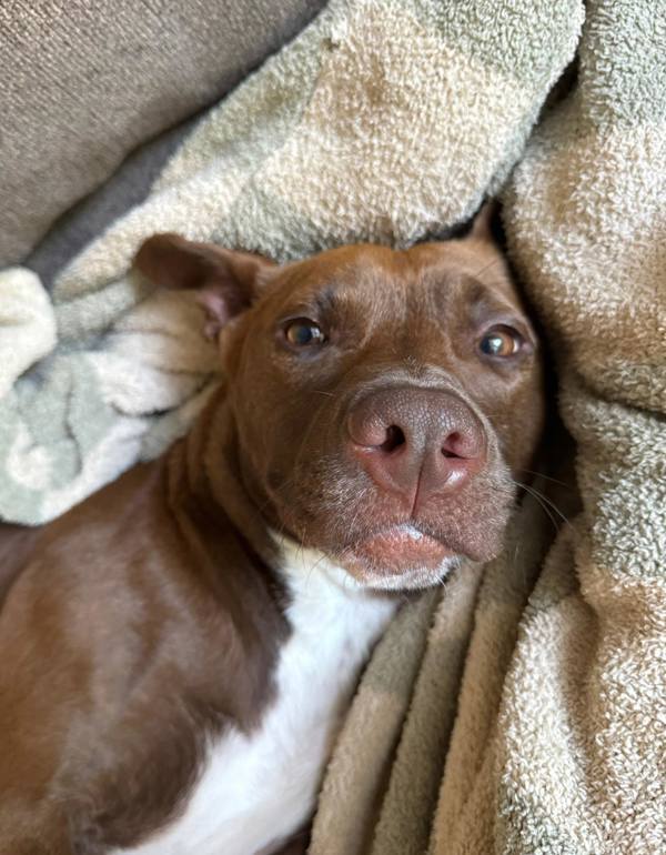 Suzy, an adoptable American Staffordshire Terrier, Shepherd in Raleigh, NC, 27610 | Photo Image 4