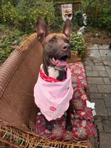 Suzy, an adoptable American Staffordshire Terrier, Shepherd in Raleigh, NC, 27610 | Photo Image 6