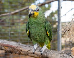 Bobbi, Senior Male Amazon