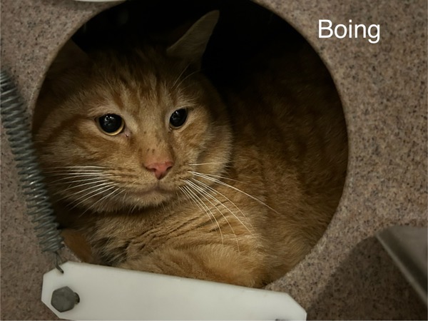 Boing *working Cat* 1
