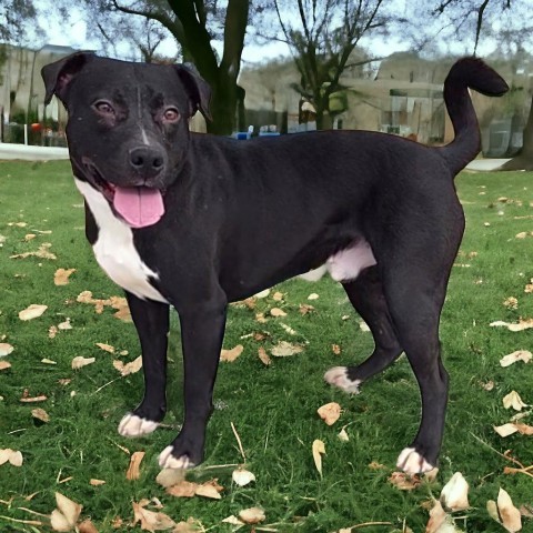 Curly - PAWS, an adoptable Mixed Breed in Las Cruces, NM, 88001 | Photo Image 1