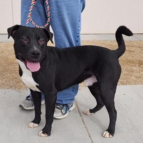 Curly - PAWS, an adoptable Mixed Breed in Las Cruces, NM, 88001 | Photo Image 3