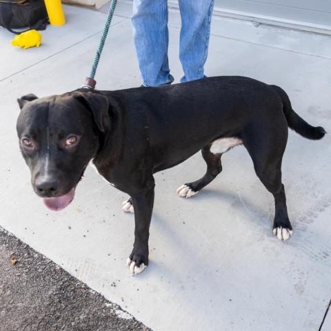 Curly - PAWS, an adoptable Mixed Breed in Las Cruces, NM, 88001 | Photo Image 4