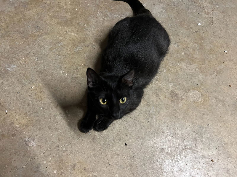 Whitney, an adoptable Domestic Short Hair in Pineville, LA, 71361 | Photo Image 1