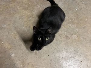 Whitney, Adult Female Domestic Short Hair