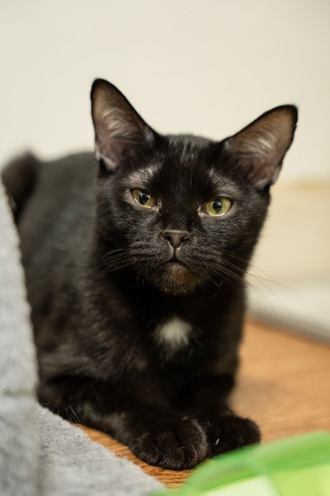 Coby, an adoptable Domestic Short Hair in Saint Robert, MO, 65584 | Photo Image 1