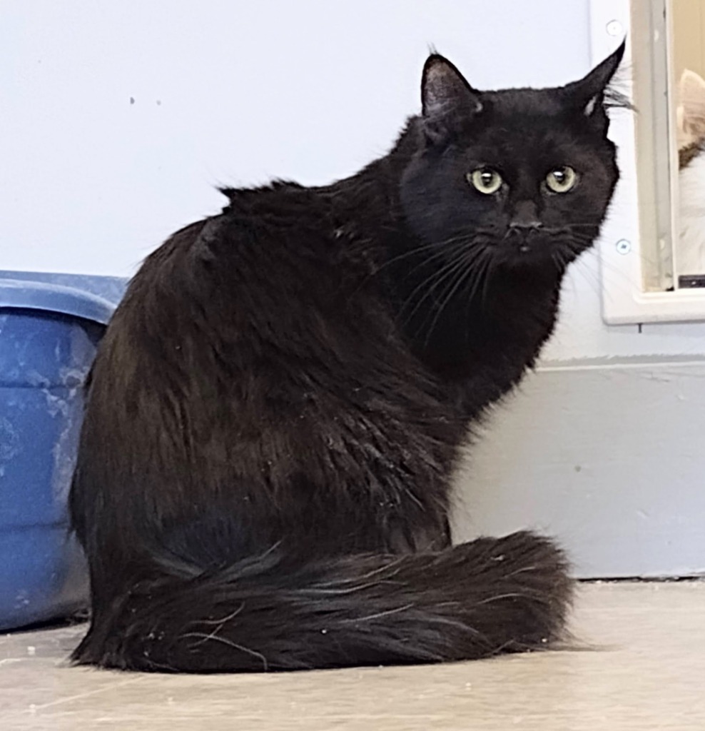 Piranha, an adoptable Domestic Medium Hair in Heber City, UT, 84032 | Photo Image 1