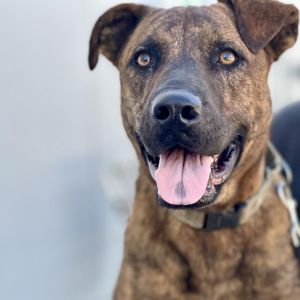 Puzzle, Adult Male Mastiff