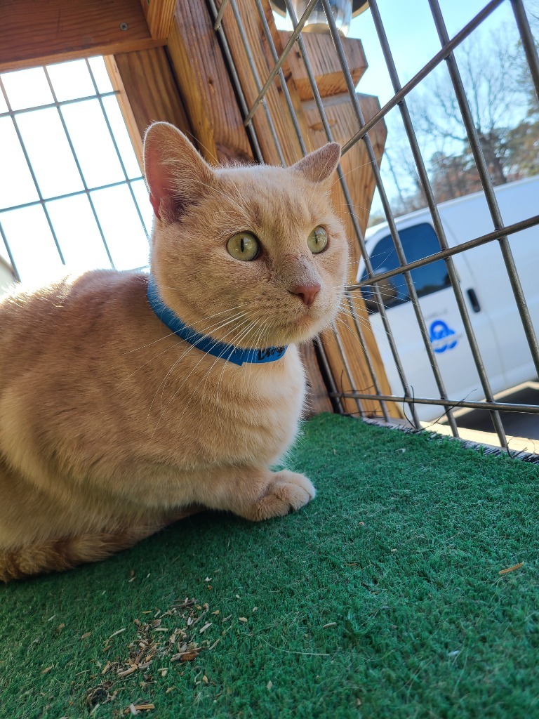 Bing Clawsby, an adoptable Domestic Short Hair in Maumelle, AR, 72113 | Photo Image 1