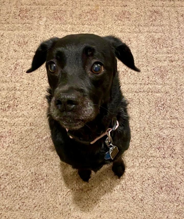 Dog for adoption - Dixie, a Black Labrador Retriever Mix in PAWLEYS ...